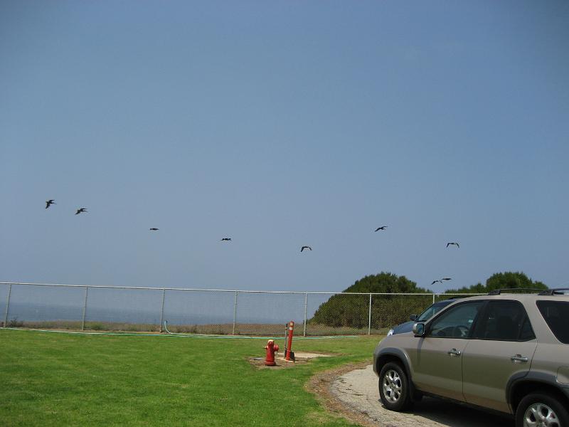 IMG_0762.JPG - Flock flyover