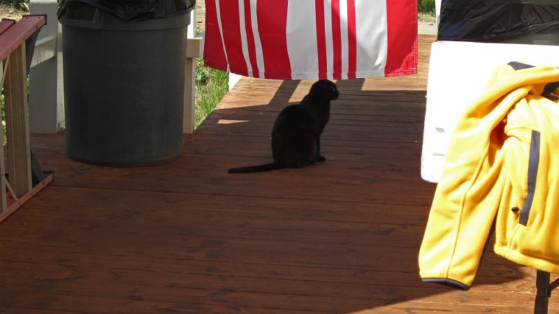 IMG_0166.JPG - One of two feral cats living near K6PV Portable 6